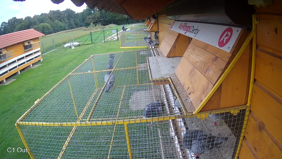 Pigeon Arrival Image For Race Final race 2