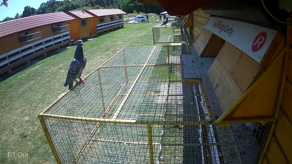 Pigeon Arrival Image For Race Race 5