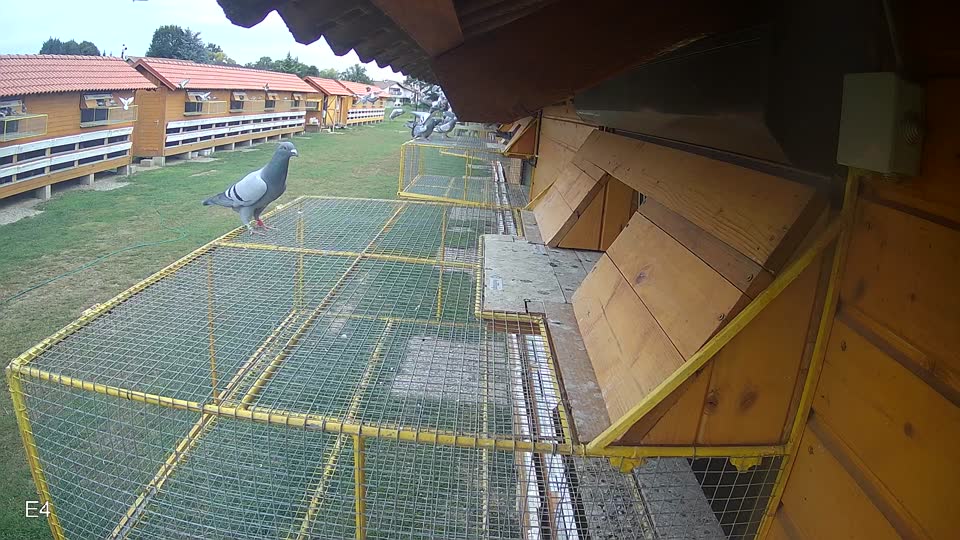 Pigeon Arrival Image For Race Race 3