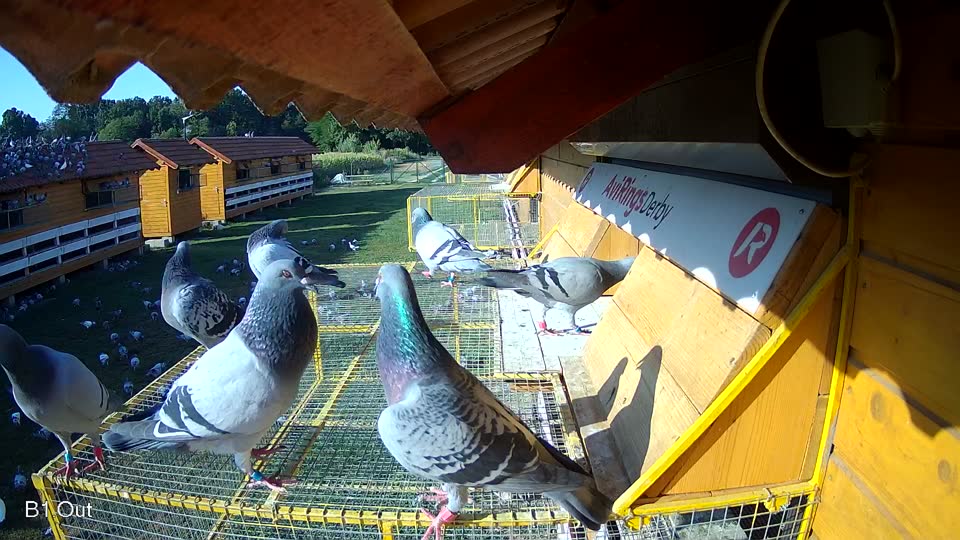 Pigeon Arrival Image For Race Race 1