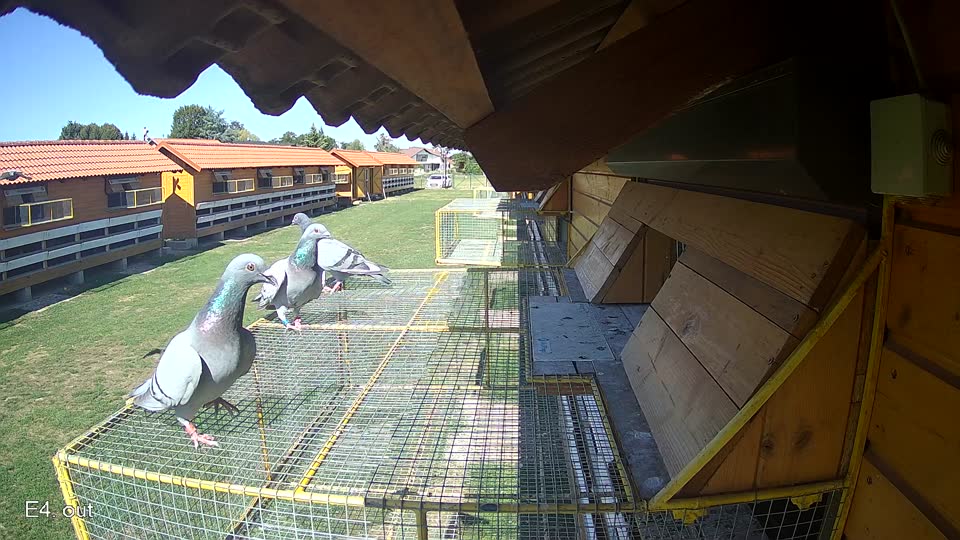 Pigeon Arrival Image For Race Final Race 1/3