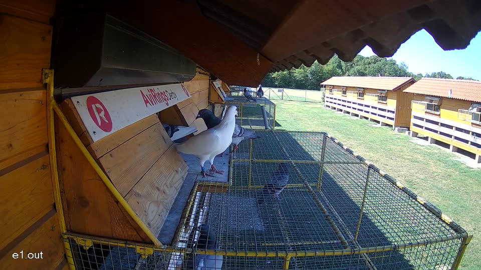 Pigeon Arrival Image For Race Race 3