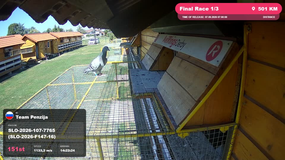 Pigeon Arrival Image For Race Final Race 1/3