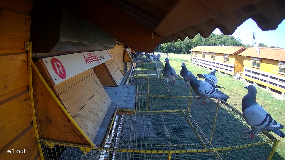 Pigeon Arrival Image For Race Race 2