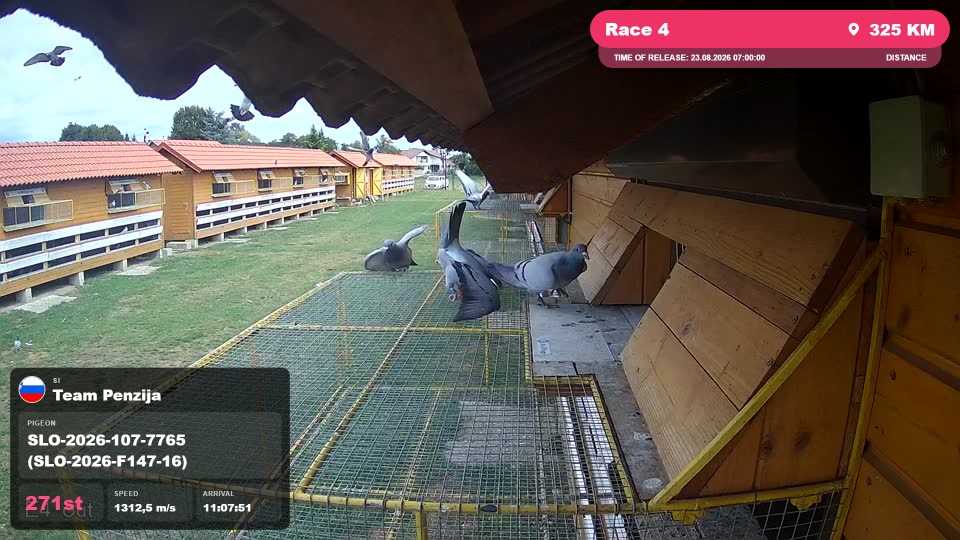 Pigeon Arrival Image For Race Race 4