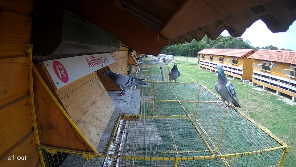 Pigeon Arrival Image For Race Race 4