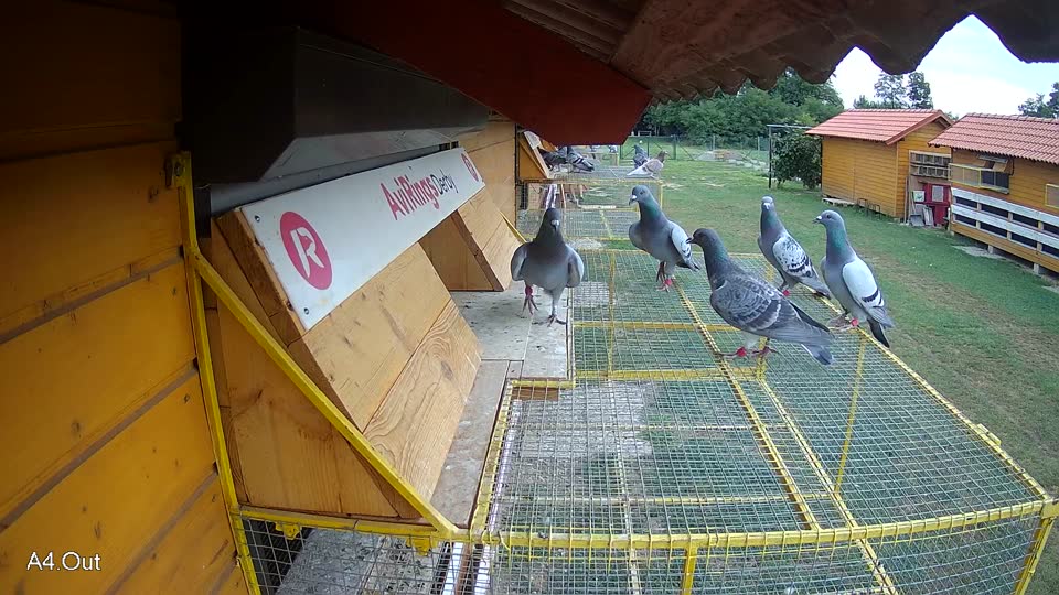 Pigeon Arrival Image For Race Race 3