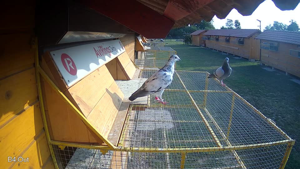 Pigeon Arrival Image For Race Race 4