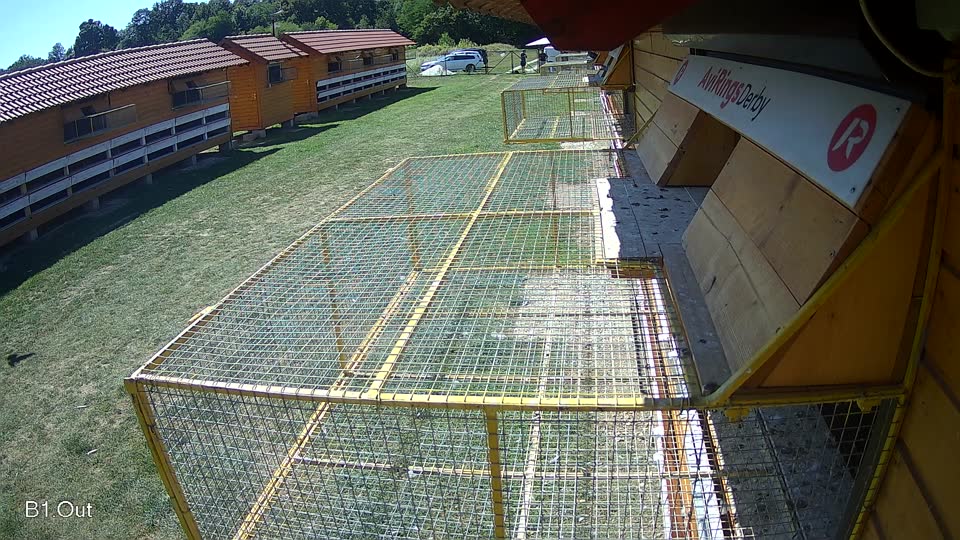 Pigeon Arrival Image For Race Race 5
