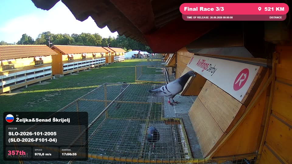 Pigeon Arrival Image For Race Final Race 3/3