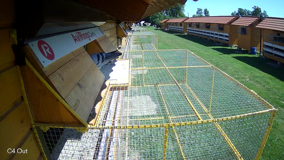 Pigeon Arrival Image For Race Race 2