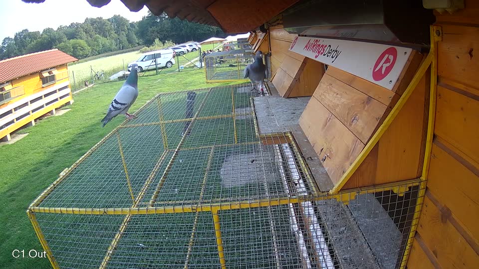 Pigeon Arrival Image For Race Final race 1