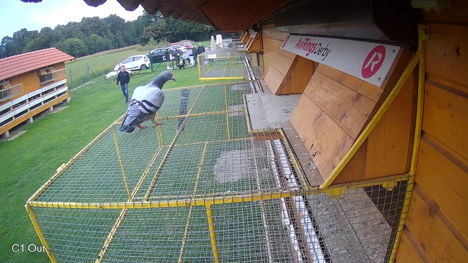Pigeon Arrival Image For Race Final race 2