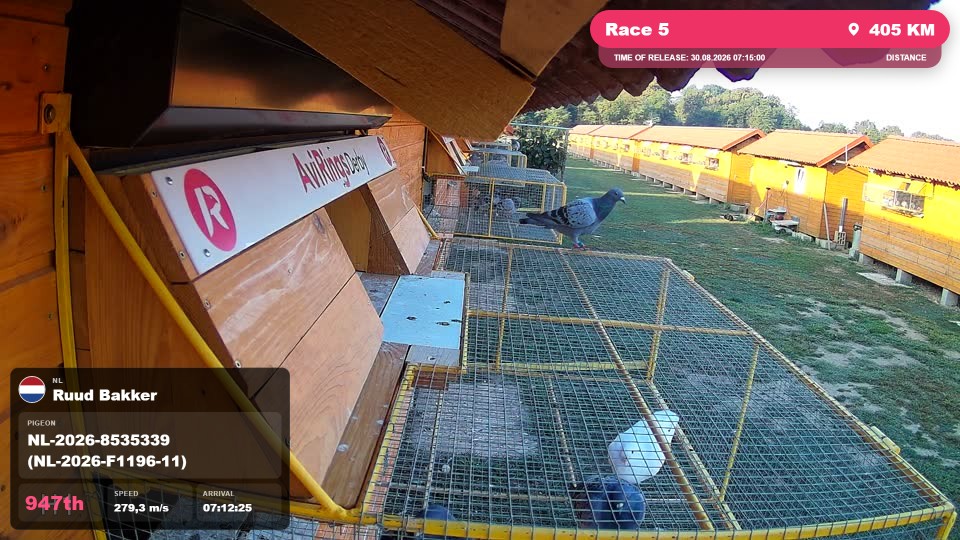 Pigeon Arrival Image For Race Race 5