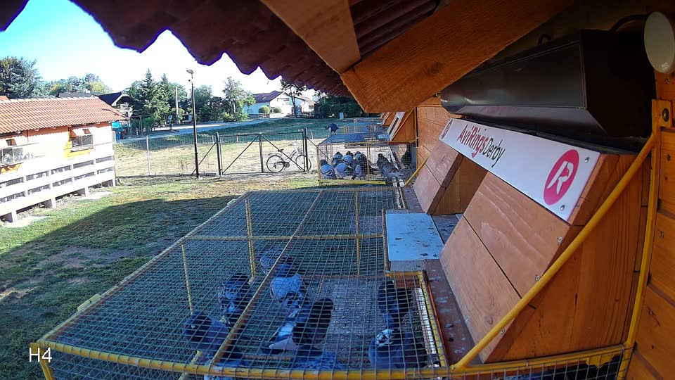 Pigeon Arrival Image For Race Race 3