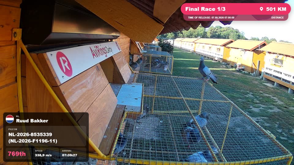 Pigeon Arrival Image For Race Final Race 1/3
