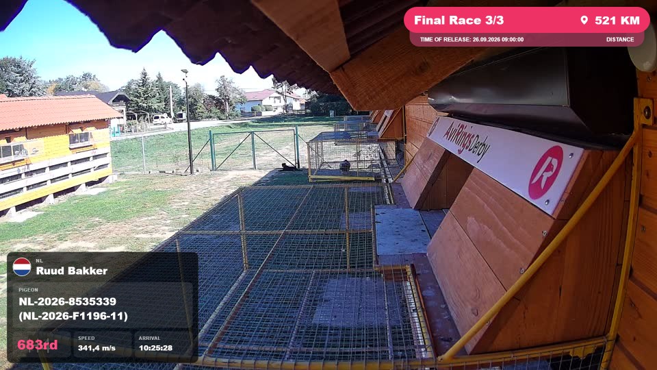 Pigeon Arrival Image For Race Final Race 3/3