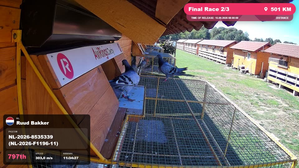 Pigeon Arrival Image For Race Final Race 2/3