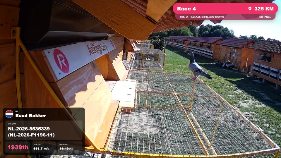 Pigeon Arrival Image For Race Race 4