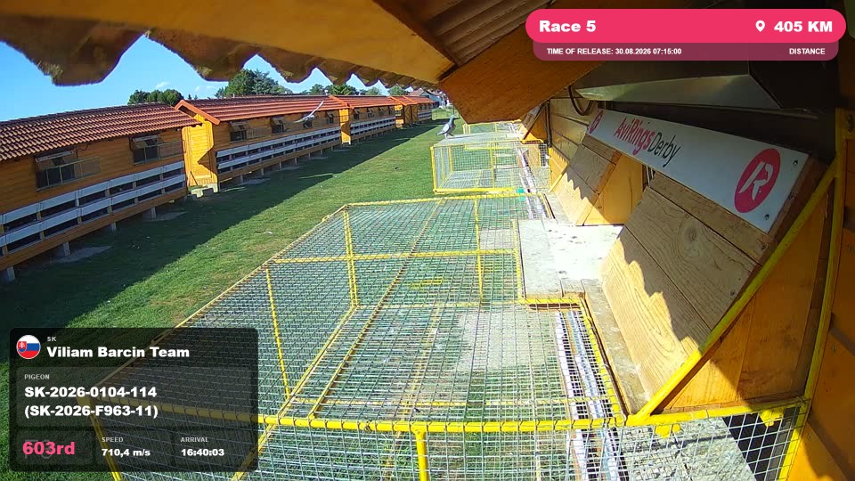Pigeon Arrival Image For Race Race 5