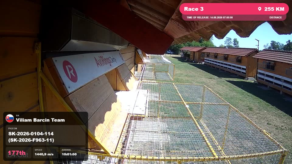 Pigeon Arrival Image For Race Race 3
