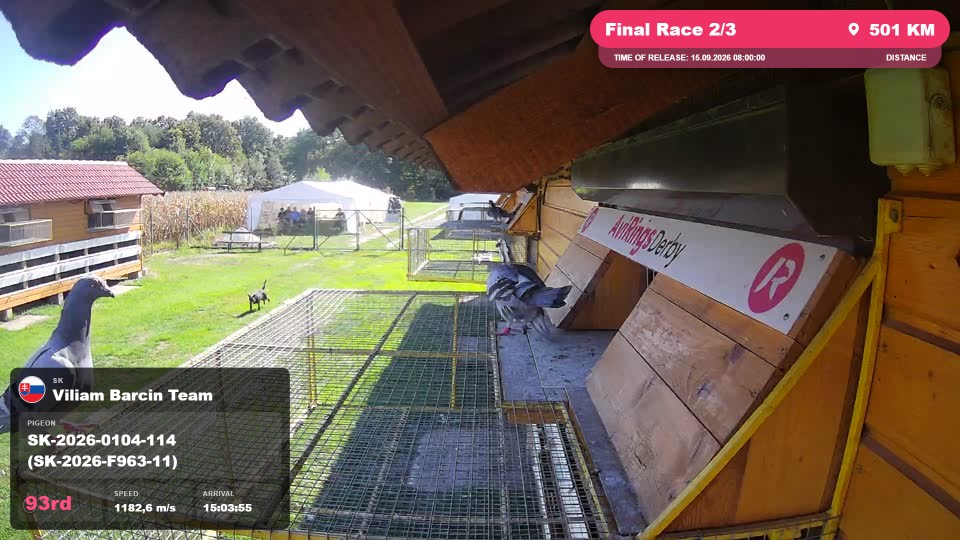 Pigeon Arrival Image For Race Final Race 2/3