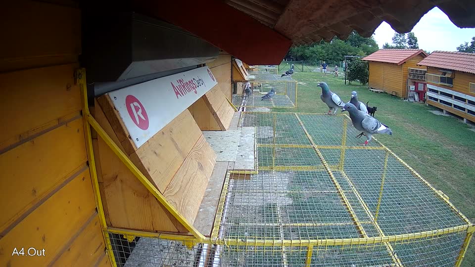 Pigeon Arrival Image For Race Race 3