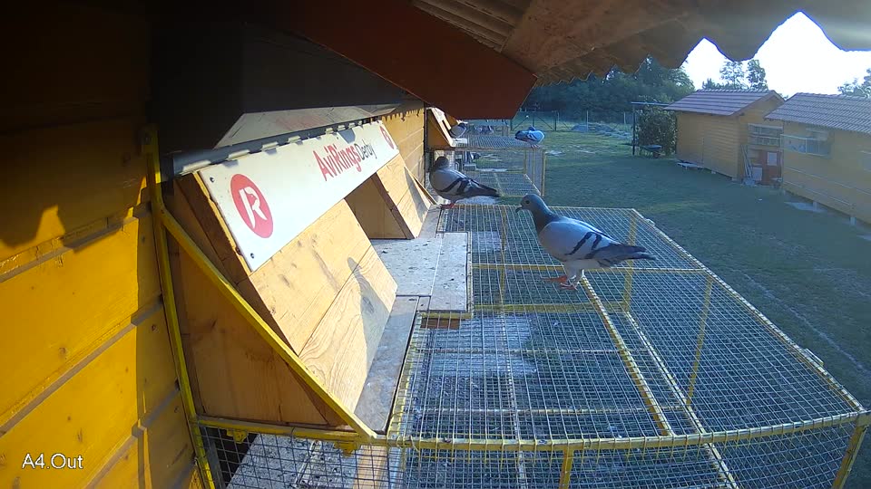 Pigeon Arrival Image For Race Race 4
