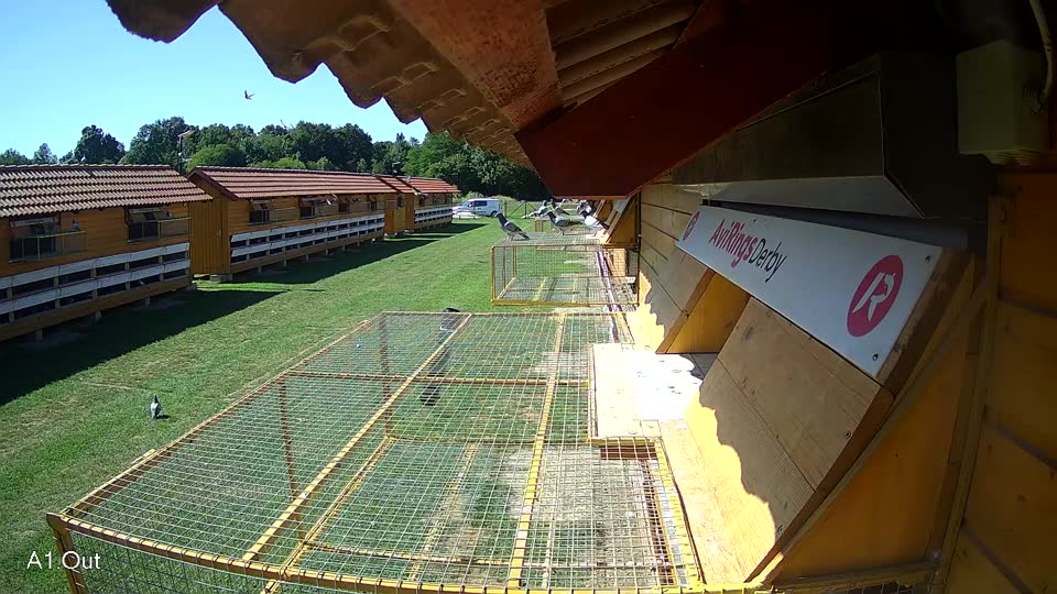 Pigeon Arrival Image For Race Race 2