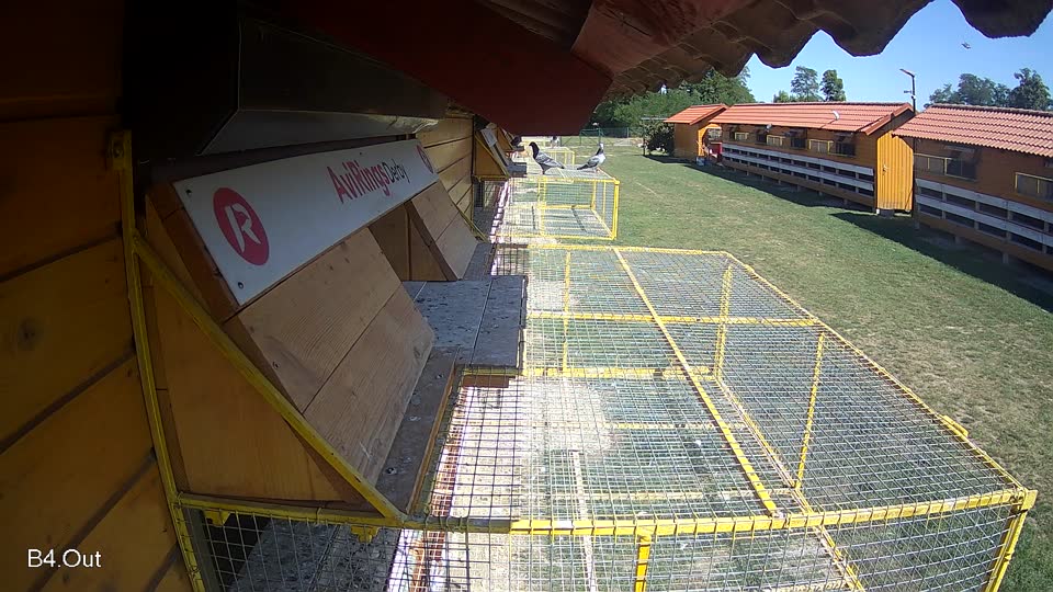 Pigeon Arrival Image For Race Race 5