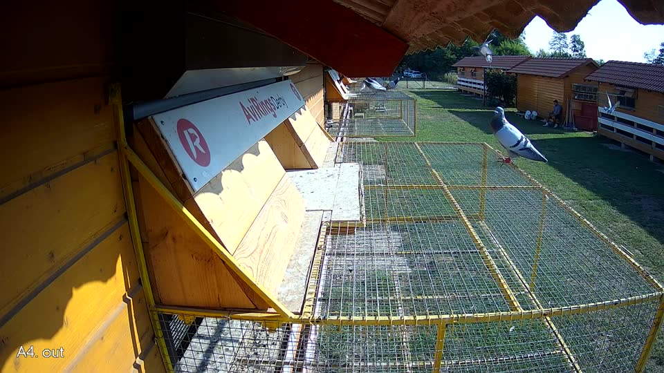 Pigeon Arrival Image For Race Race 1