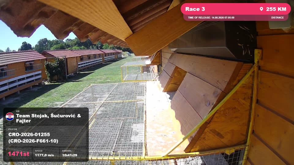 Pigeon Arrival Image For Race Race 3
