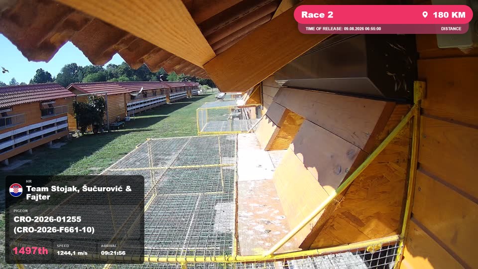 Pigeon Arrival Image For Race Race 2