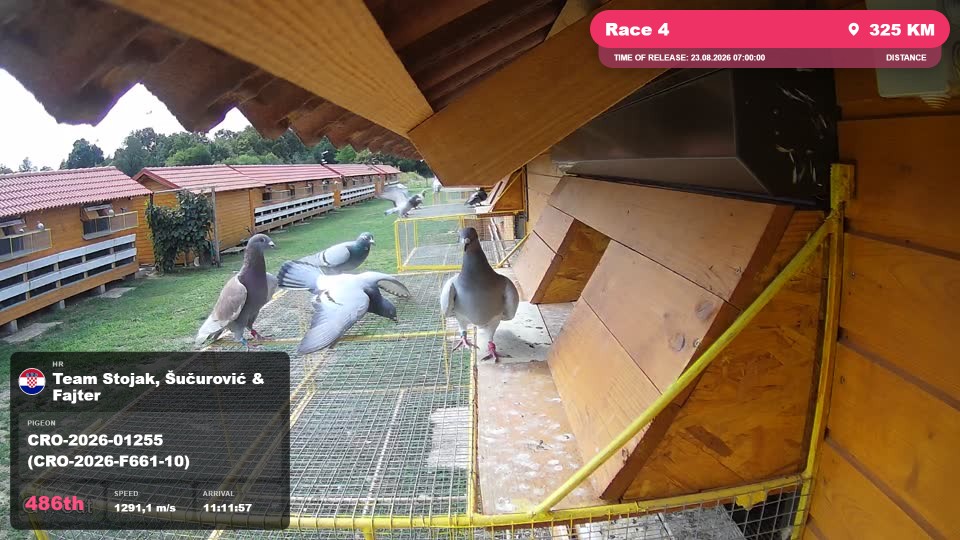 Pigeon Arrival Image For Race Race 4
