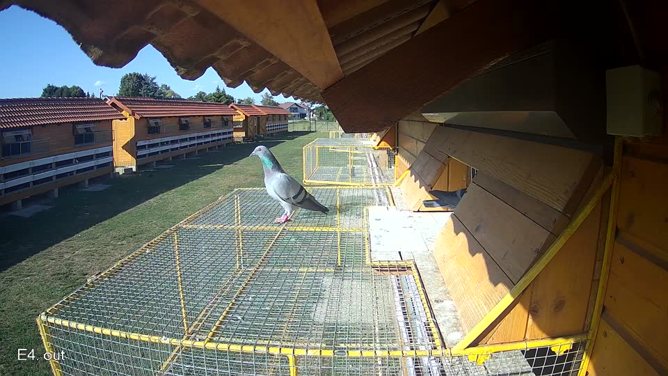 Pigeon Arrival Image For Race Race 5