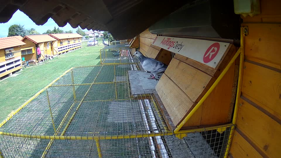Pigeon Arrival Image For Race Race 4