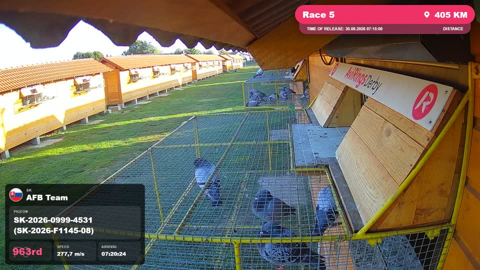 Pigeon Arrival Image For Race Race 5