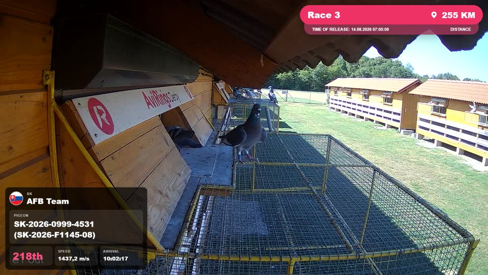 Pigeon Arrival Image For Race Race 3