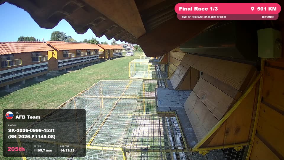 Pigeon Arrival Image For Race Final Race 1/3