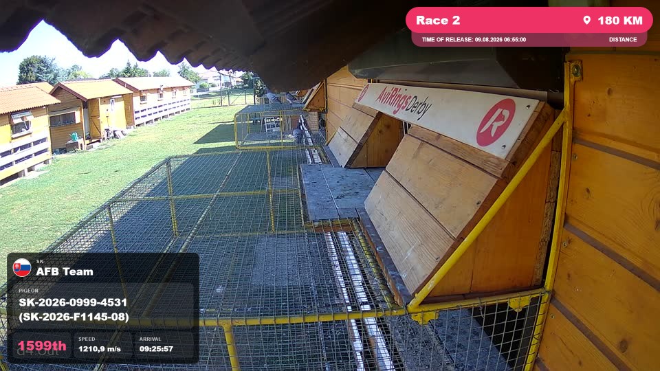 Pigeon Arrival Image For Race Race 2
