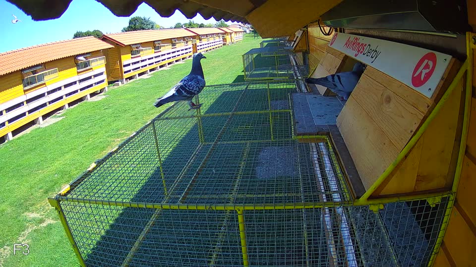 Pigeon Arrival Image For Race Race 2