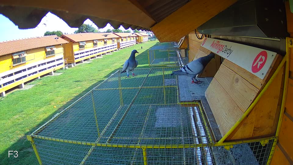 Pigeon Arrival Image For Race Race 1