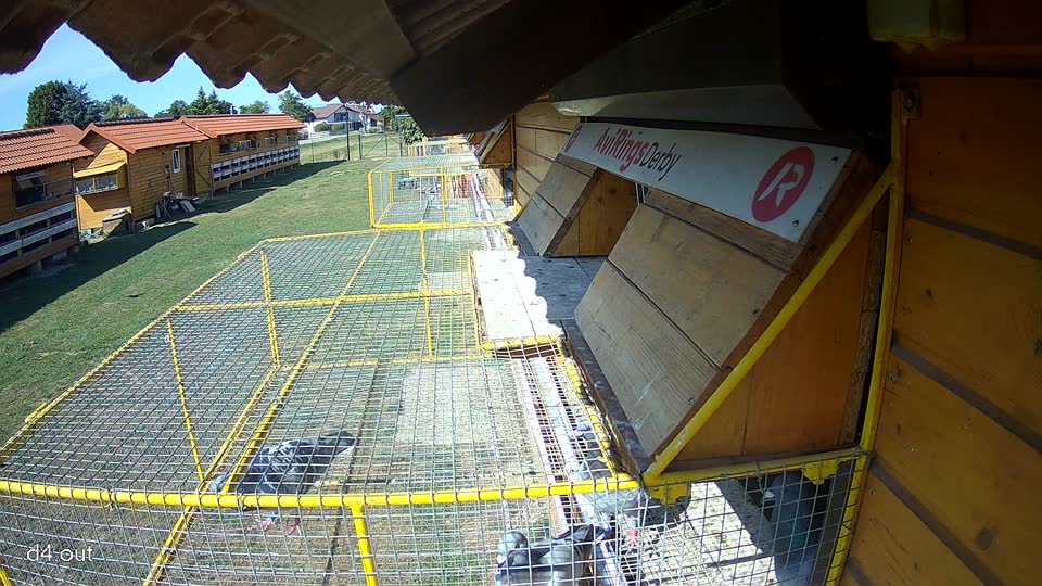 Pigeon Arrival Image For Race Race 2