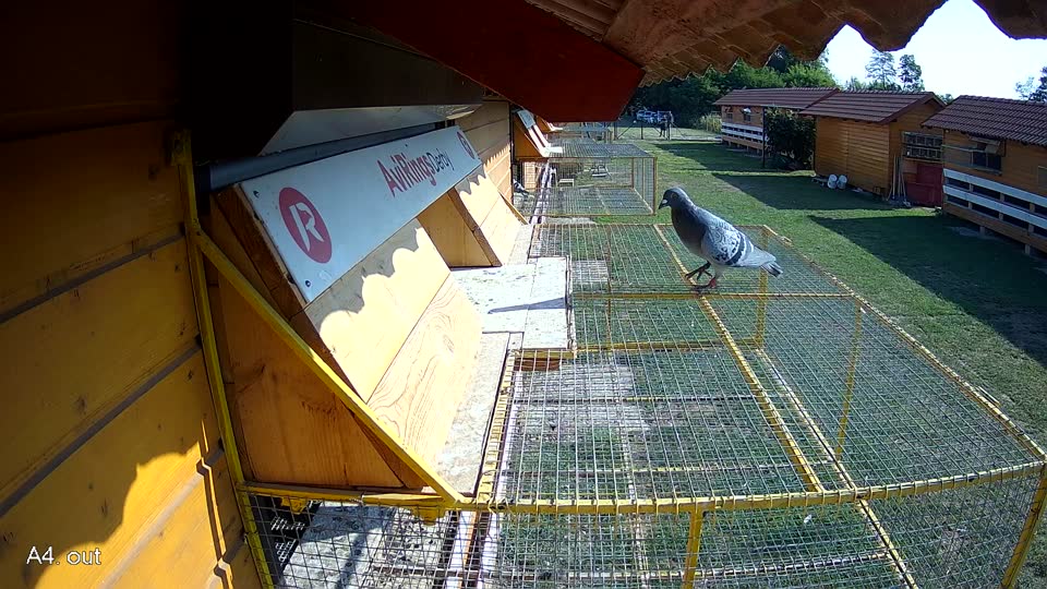 Pigeon Arrival Image For Race Race 1