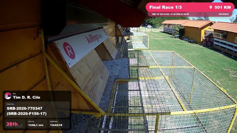 Pigeon Arrival Image For Race Final Race 1/3