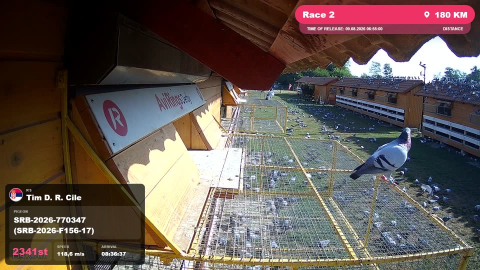 Pigeon Arrival Image For Race Race 2