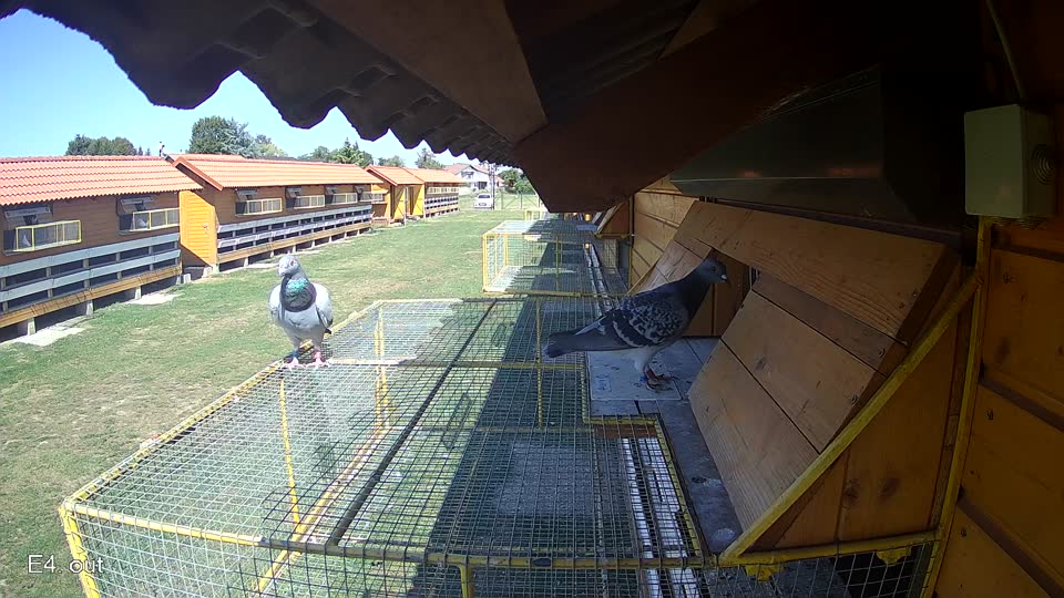 Pigeon Arrival Image For Race Race 5