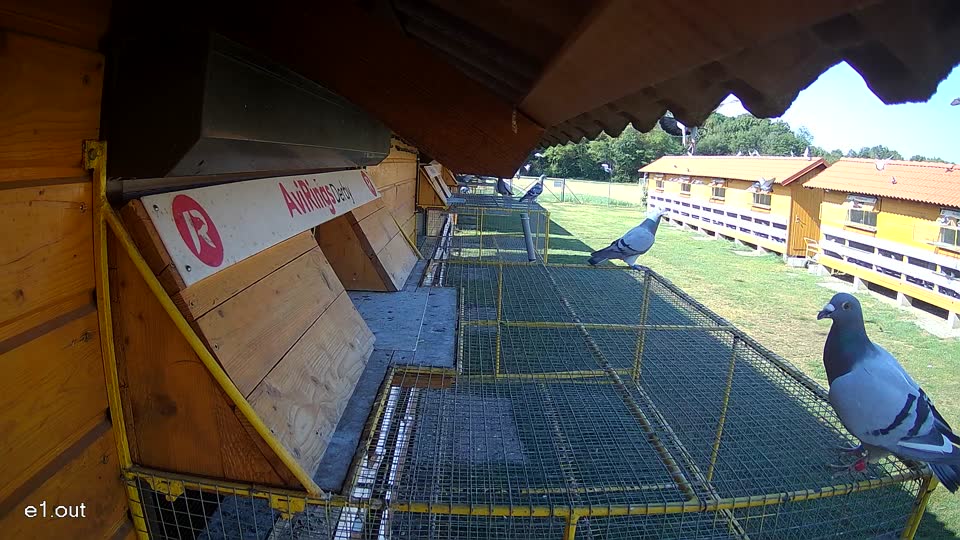 Pigeon Arrival Image For Race Race 2