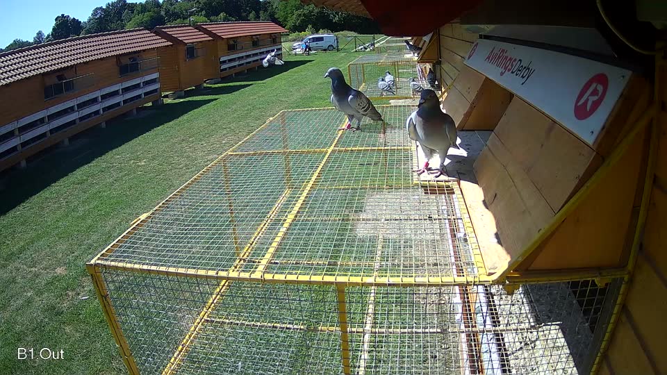 Pigeon Arrival Image For Race Race 2