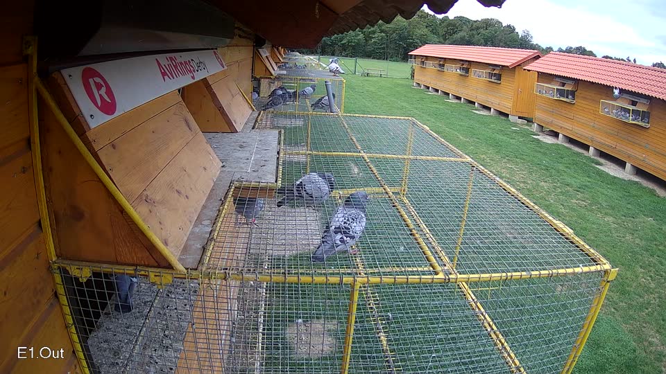 Pigeon Arrival Image For Race Race 6